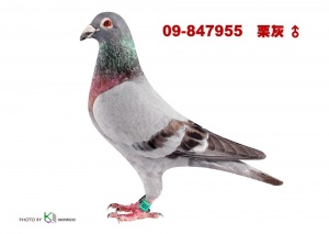 09-847955 ♂