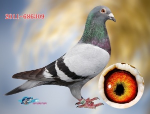 2011-686309 ♂