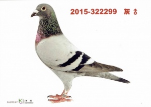 2015-322299 ♂