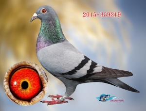 2015-359319 ♀