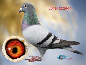 2016-882607 ♂