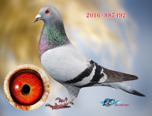 2016-887492 ♀