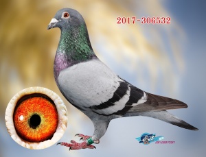 2017-306532 ♂