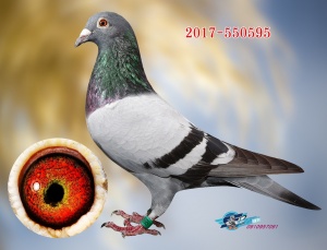 2017-550595 ♂