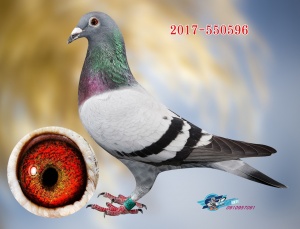 2017-550596 ♀