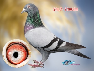 2017-730034 ♂