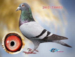 2017-730035 ♂