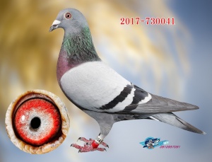 2017-730041 ♀
