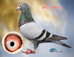 2017-730042 ♂