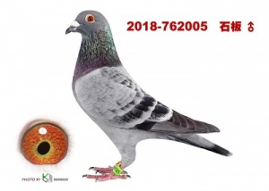 2018-762005 ♂