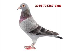 2019-775367 ♀