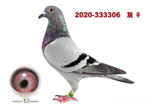 2020-333306 ♀