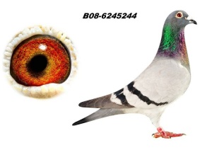 B08-6245244 ♀