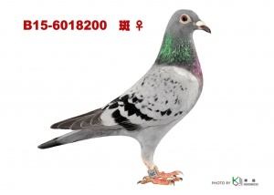 B15-6018200 ♀