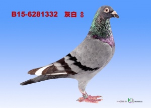 B15-6281332 ♂