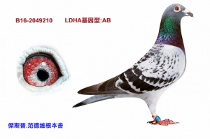 B16-2049210 ♀