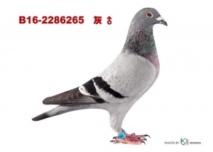 B16-2286265 ♂