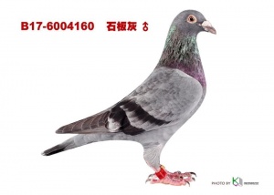 B17-6004160 ♂