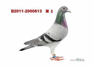 B2011-2000613 ♂