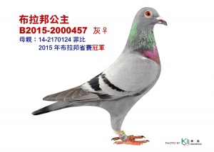 B2015-2000457 ♀