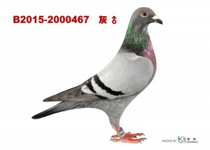 B2015-2000467 ♂