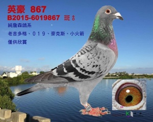 B2015-6019867 ♂