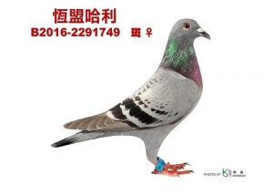 B2016-2291749 ♀
