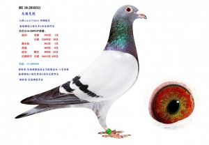 BE 18-2010311