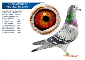 BE 18-6249174 ♀