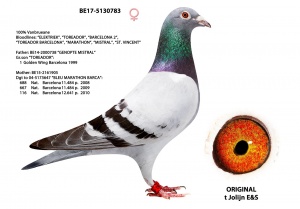 BE17-5130783 ♀