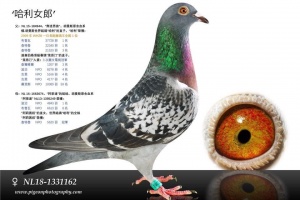NL18-1331162 ♀