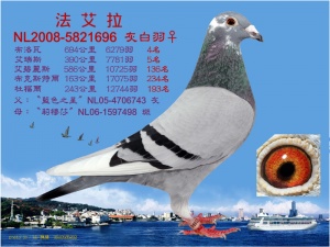 NL2008-5821696 ♀