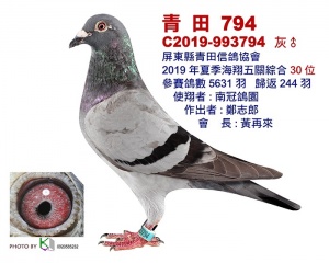 C2019-993794 ♂
