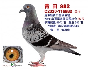 C2020-116982 ♀