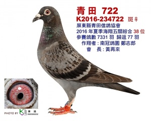 K2016-234722 ♀