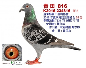 K2016-234816 ♂