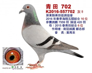 K2016-557702 ♀