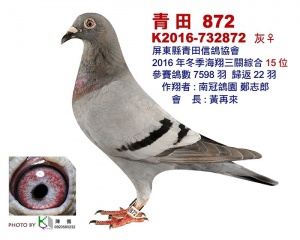 K2016-732872 ♀