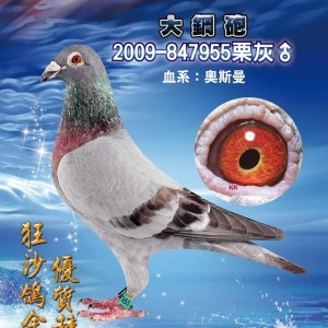 2009-847955 ♂