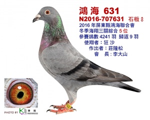N2016-707631 ♂