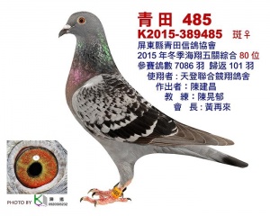 K2015-389485 ♀