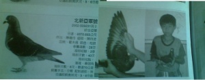2002-509231 ♂