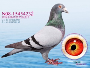 N08-1545423 ♂